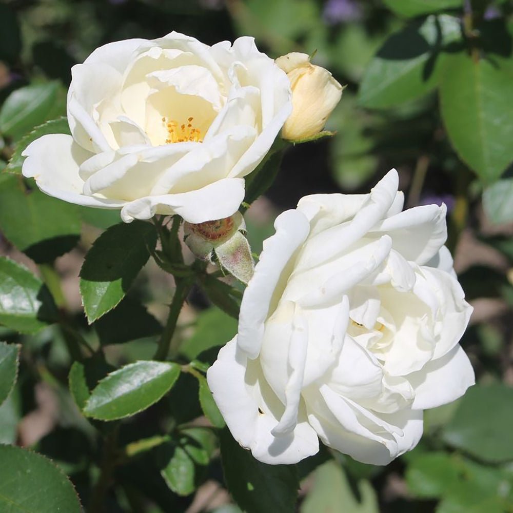 Trandafir Floribunda alb-roz pal La Paloma 85, inflorire repetata