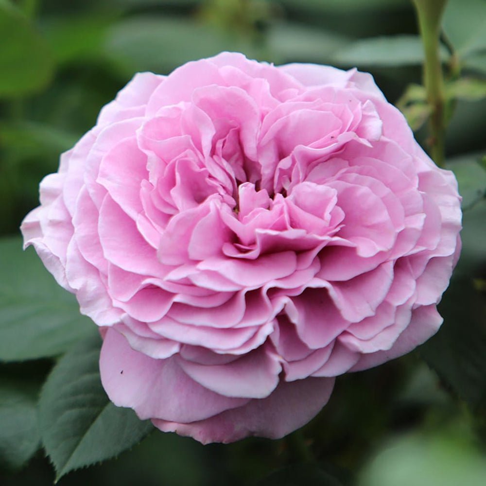 Trandafir Floribunda lavanda-argintiu Lavender Ice, inflorire repetata