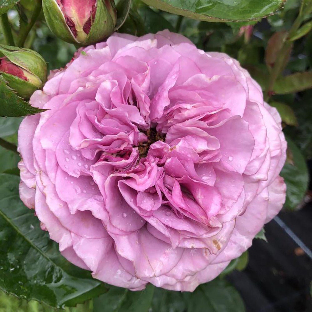Trandafir Floribunda lavanda-argintiu Lavender Ice, inflorire repetata