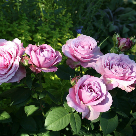 Trandafir Floribunda lavanda-argintiu Lavender Ice, inflorire repetata - VERDENA-livrat in ghiveci plant-o-fix de 2 l