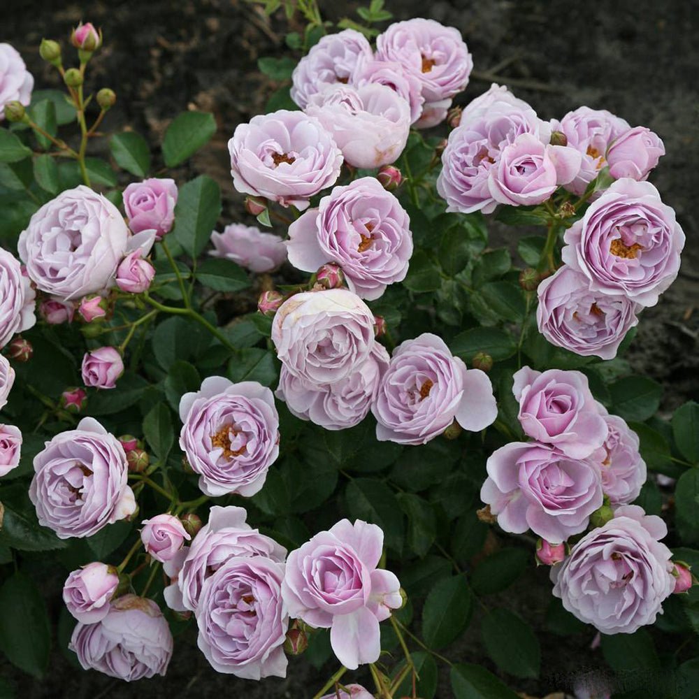 Trandafir Floribunda liliachiu Nautika, inflorire repetata