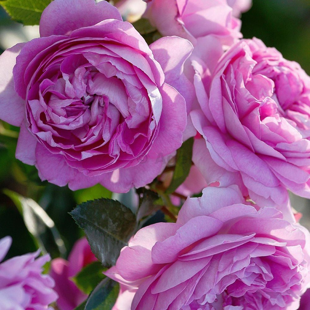 Trandafir Floribunda violet-deschis Lilac Topaz, inflorire repetata