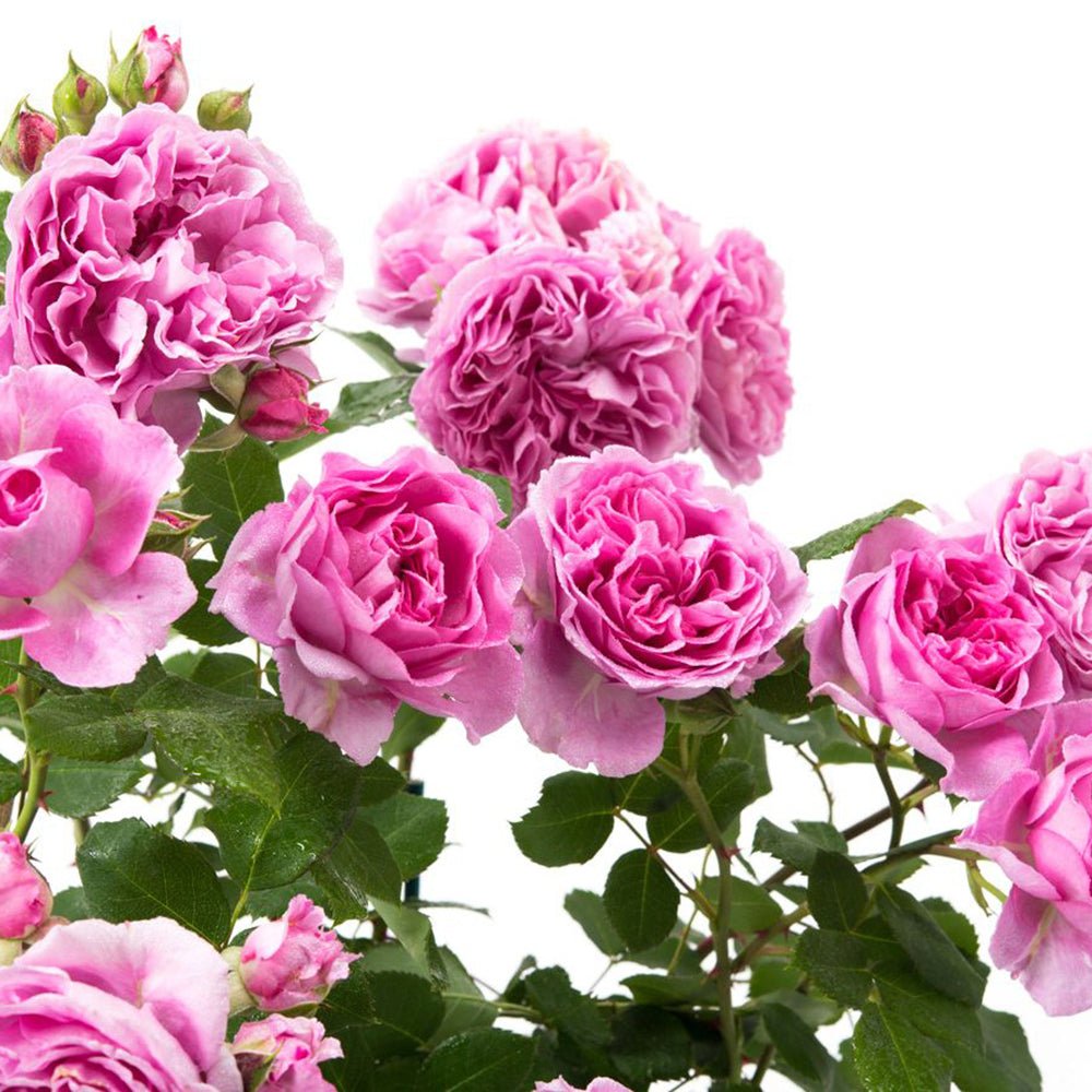 Trandafir Floribunda violet-deschis Lilac Topaz, inflorire repetata