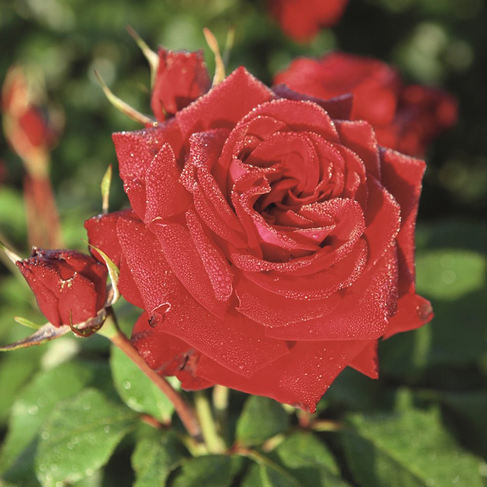 Trandafir Floribunda rosu-burgund Lubecker Rotspon, inflorire repetata