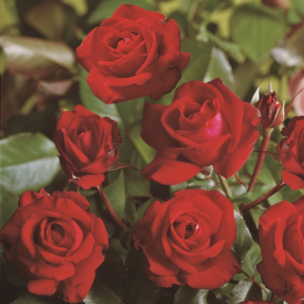 Trandafir Floribunda Lubecker Rotspon - VERDENA-livrat in ghiveci plant-o-fix de 2L