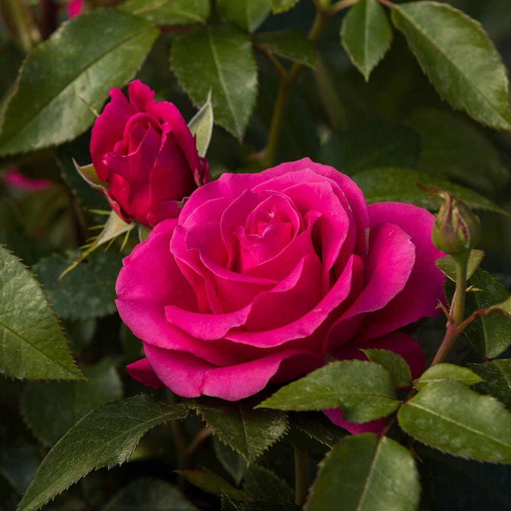Trandafir Floribunda magenta-inchis Love Letter, inflorire repetata