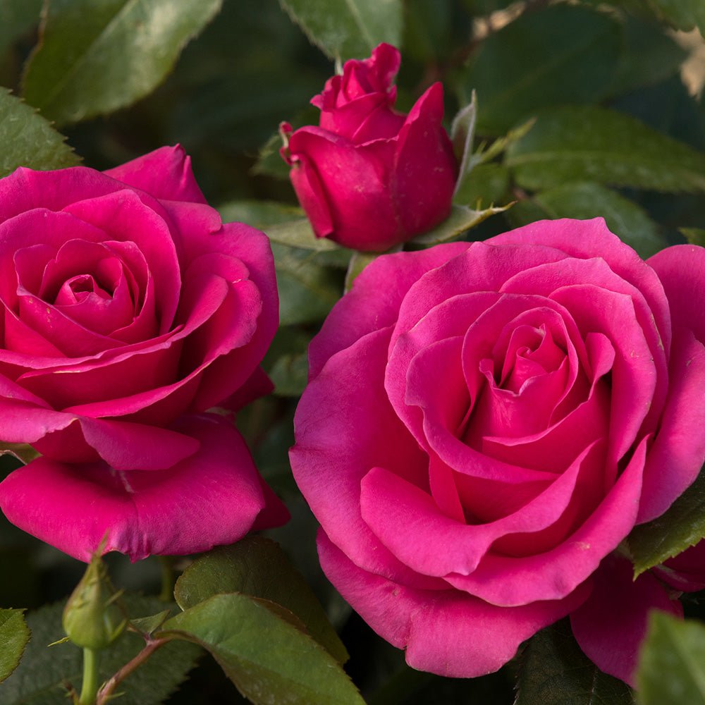 Trandafir Floribunda magenta-inchis Love Letter, inflorire repetata