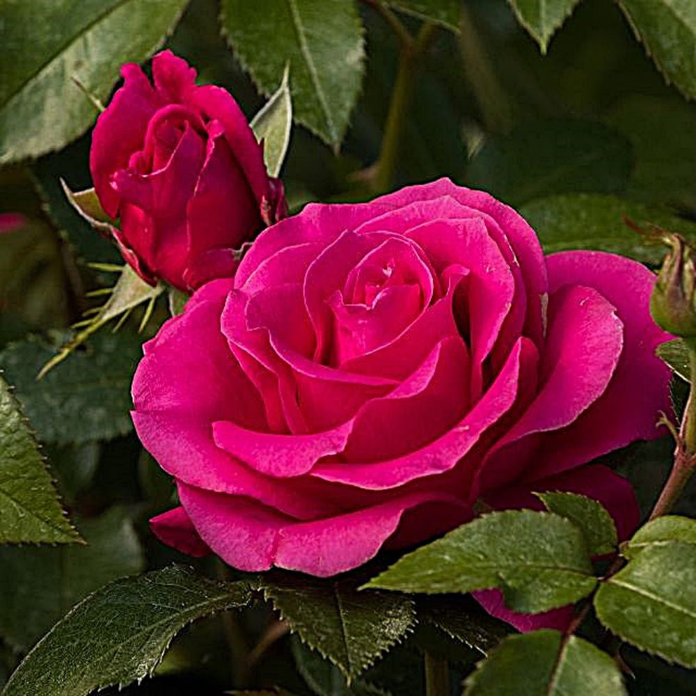 Trandafir Floribunda magenta-inchis Love Letter, inflorire repetata