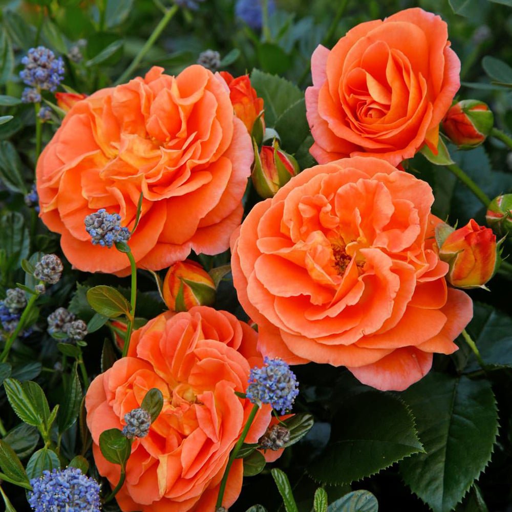 Trandafir Floribunda mango-portocaliu Mango, inflorire repetata