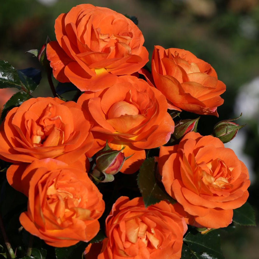 Trandafir Floribunda mango-portocaliu Mango, inflorire repetata