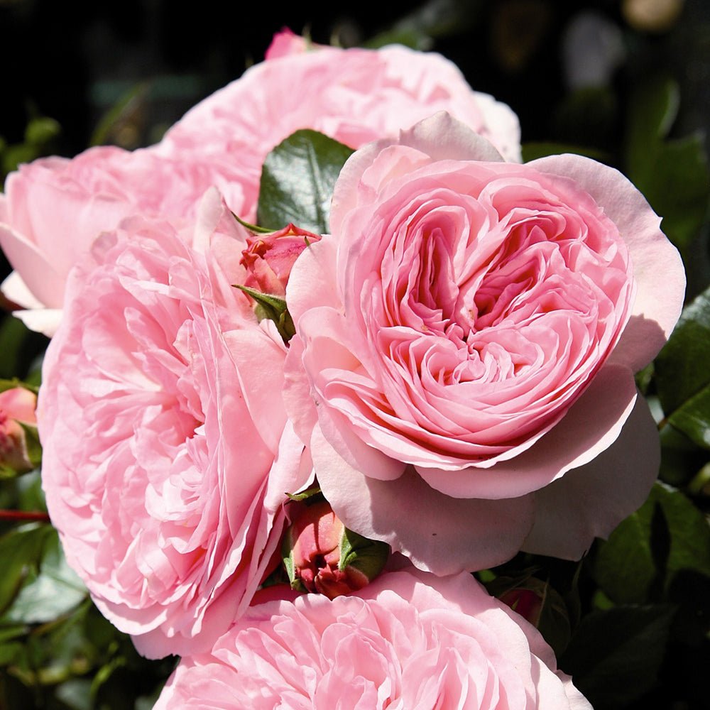 Trandafir Floribunda roz-palid Mariatheresia, inflorire repetata