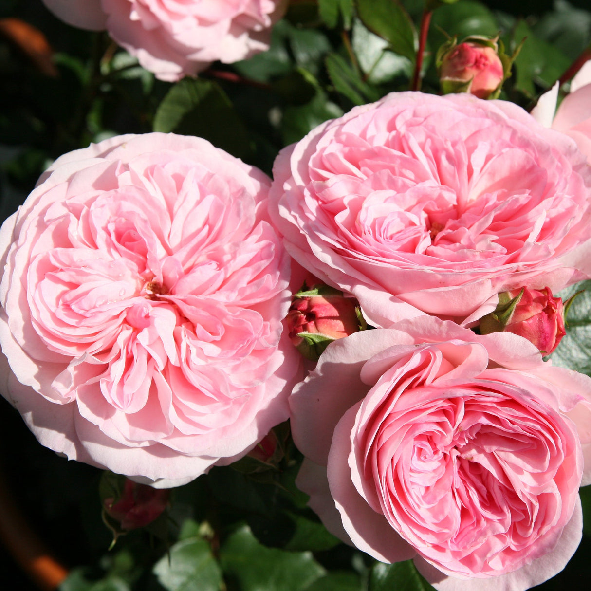 Trandafir Floribunda roz-palid Mariatheresia, inflorire repetata