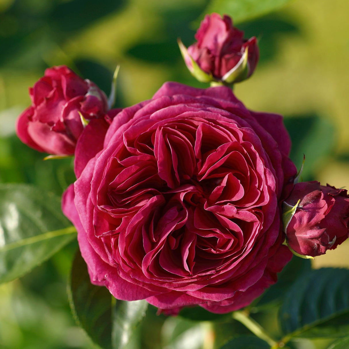 Trandafir Floribunda rosu-violet Marietta, cu parfum intens