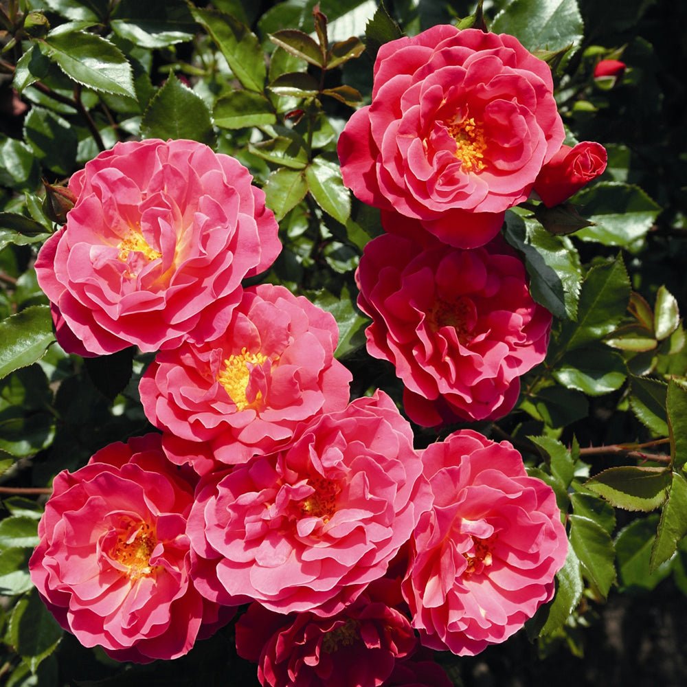 Trandafir Floribunda Melusina - VERDENA-livrat in ghiveci plant-o-fix de 2L