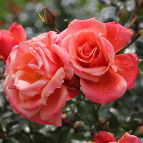 Trandafir Floribunda Melusina - VERDENA-livrat in ghiveci plant-o-fix de 2L