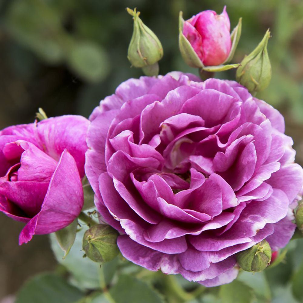 Trandafir Floribunda liliachiu-violet Minerva, cu parfum intens