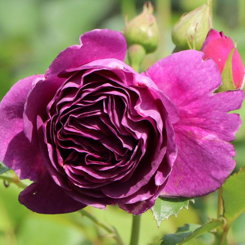 Trandafir floribunda Minerva - VERDENA-livrat in ghiveci de 5L