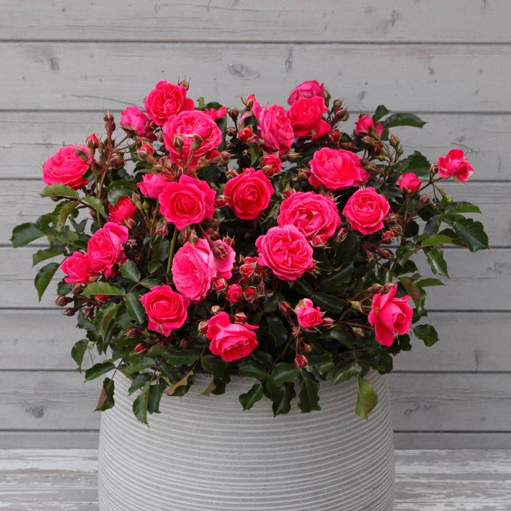 Trandafir Floribunda roz-inchis Moin Moin, inflorire repetata