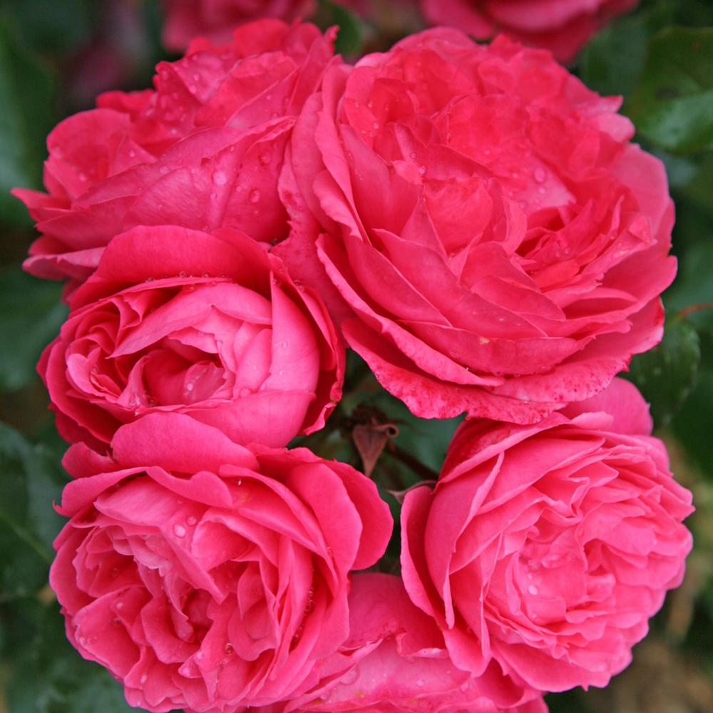 Trandafir Floribunda roz-inchis Moin Moin, inflorire repetata