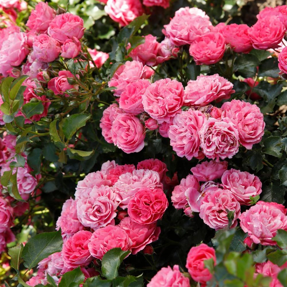 Trandafir Floribunda roz-inchis Moin Moin, inflorire repetata