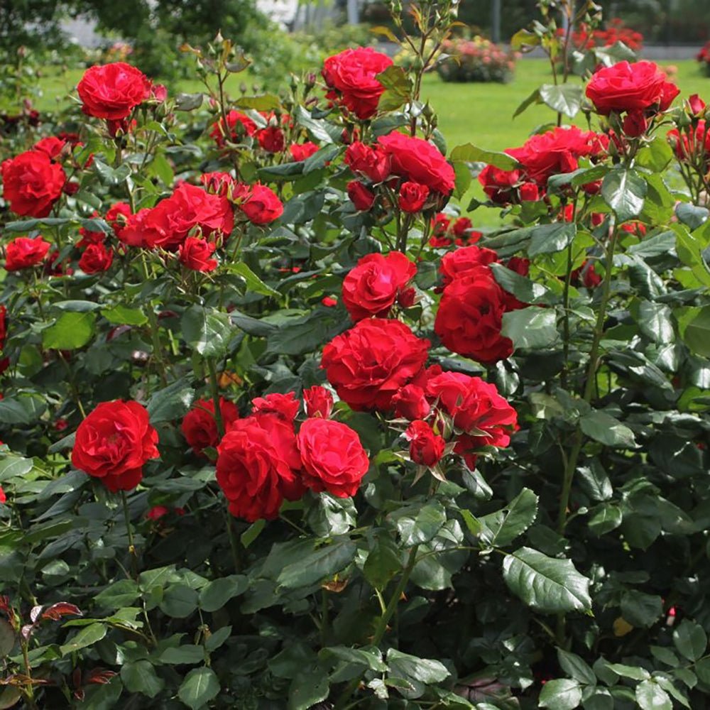 Trandafir Floribunda rosu Montana, cu parfum intens