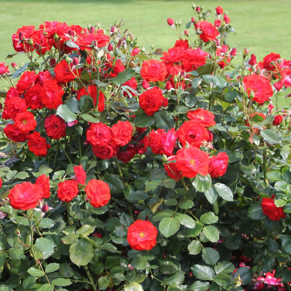 Trandafir Floribunda rosu Montana, cu parfum intens