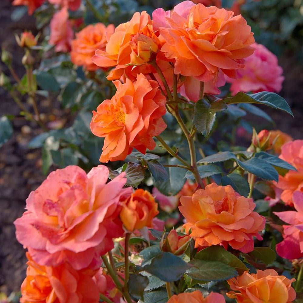 Trandafir Floribunda portocaliu-auriu Morning Sun, inflorire repetata