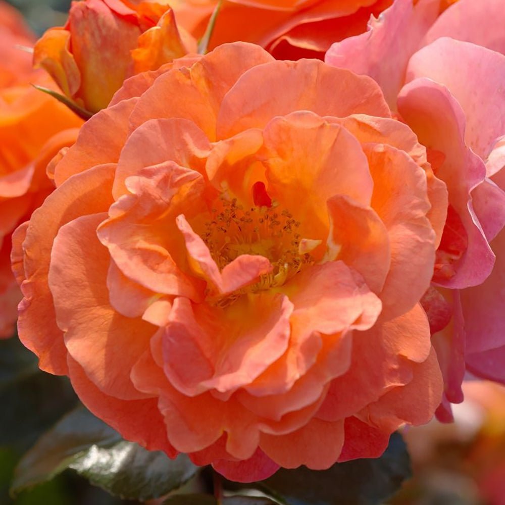 Trandafir Floribunda portocaliu-auriu Morning Sun, inflorire repetata