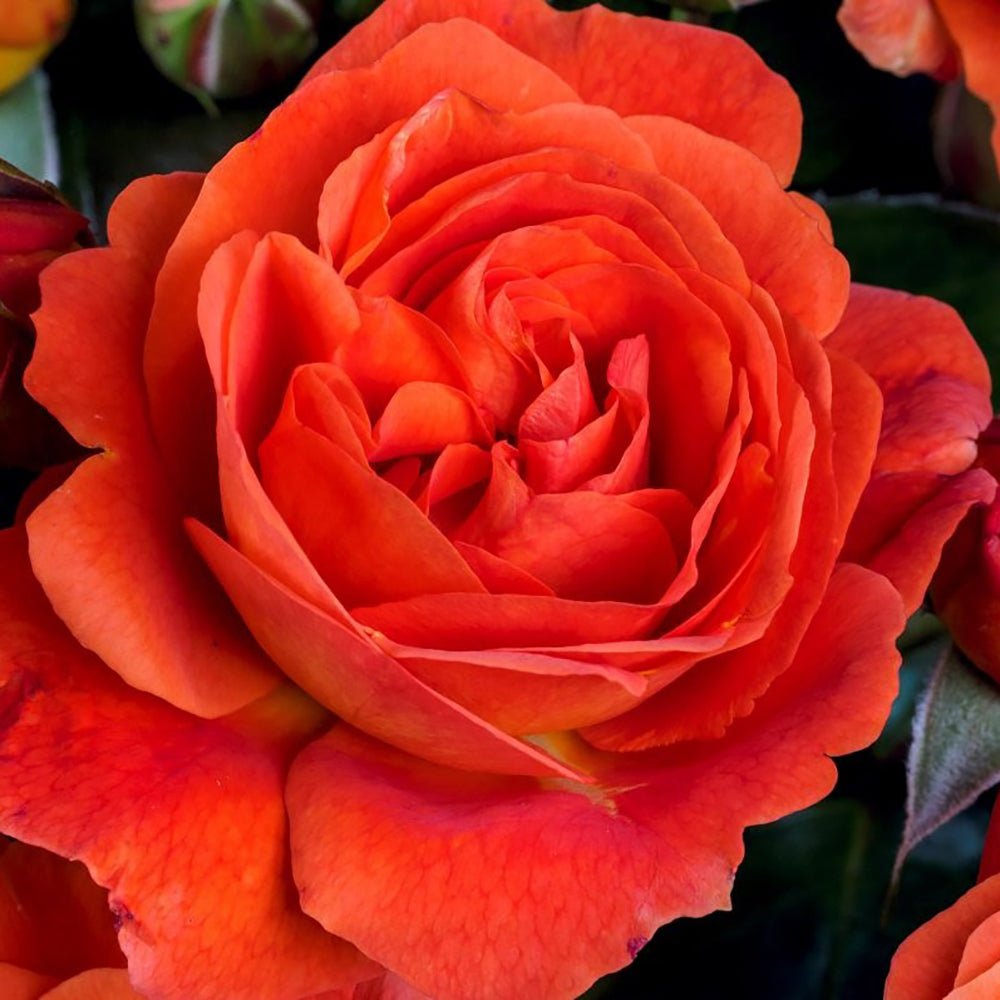 Trandafir Floribunda portocaliu-auriu Morning Sun, inflorire repetata