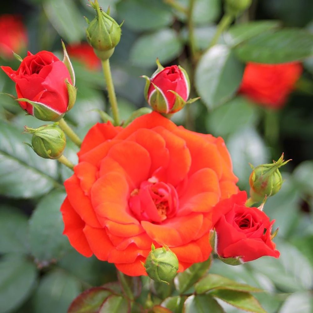 Trandafir Pitic Floribunda rosu-portocaliu Orange Babyflor, inflorire repetata