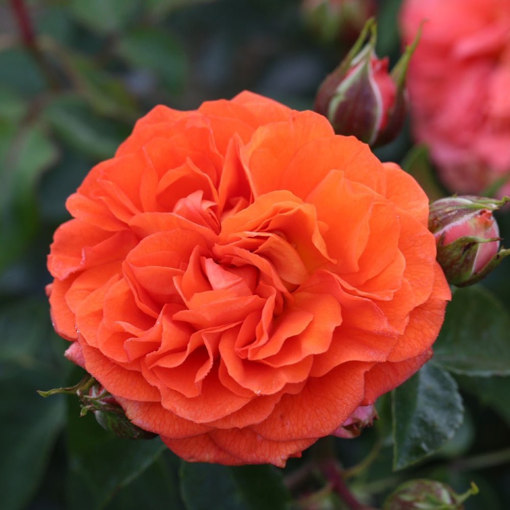 Trandafir Floribunda portocaliu-intens Orangerie, inflorire repetata