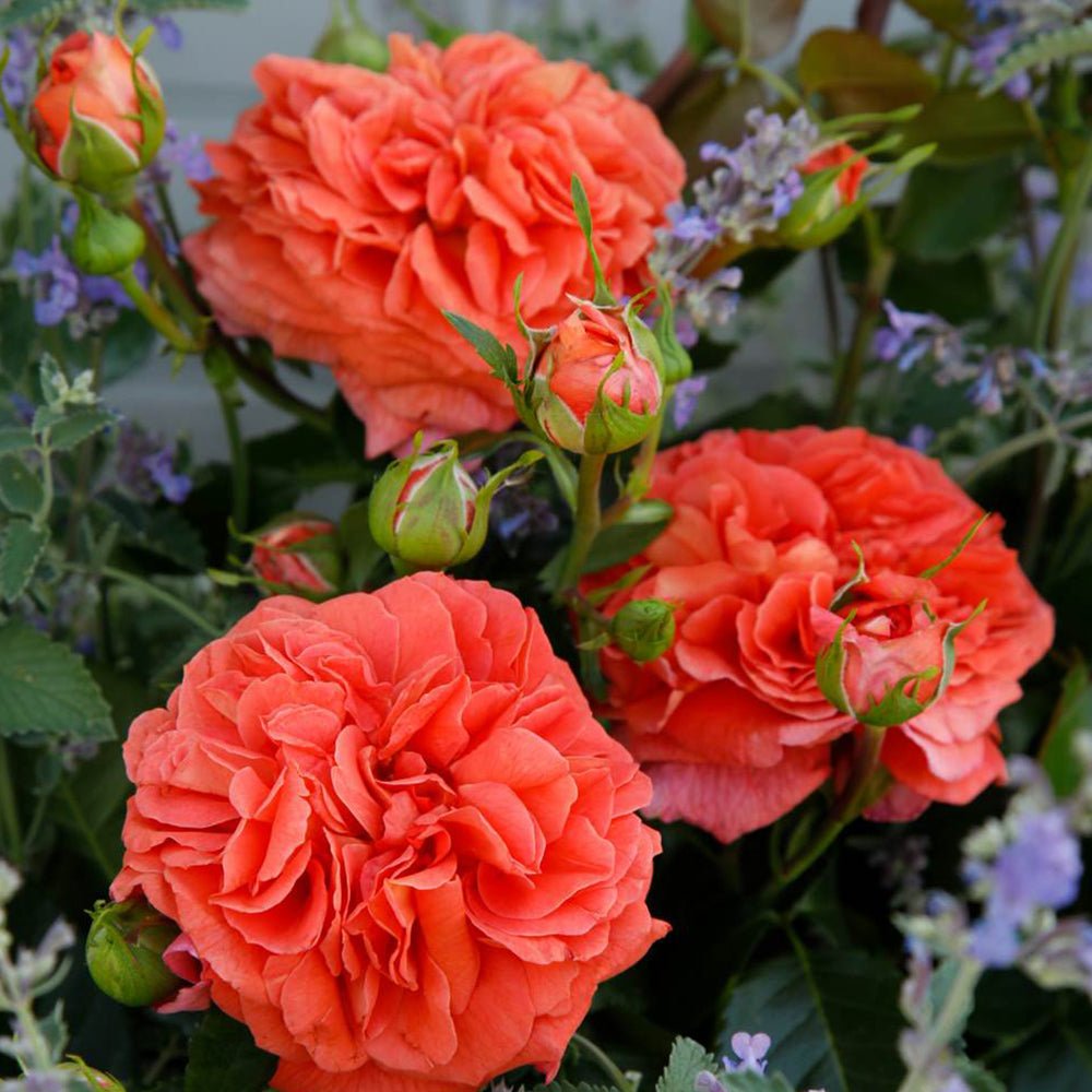 Trandafir Floribunda portocaliu-intens Orangerie, inflorire repetata