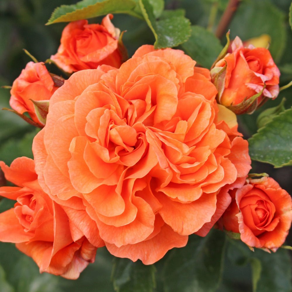 Trandafir Floribunda portocaliu-intens Orangerie, inflorire repetata