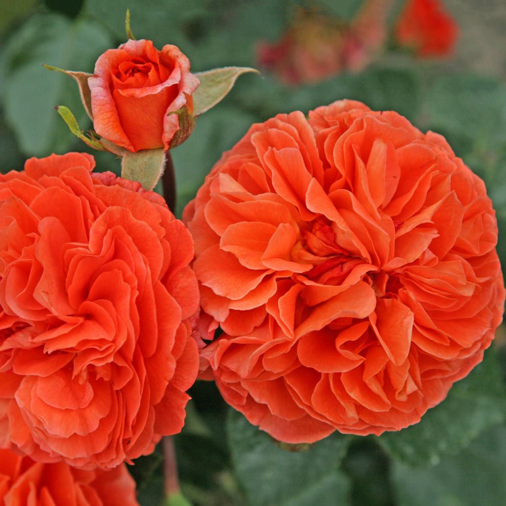 Trandafir Floribunda portocaliu-intens Orangerie, inflorire repetata