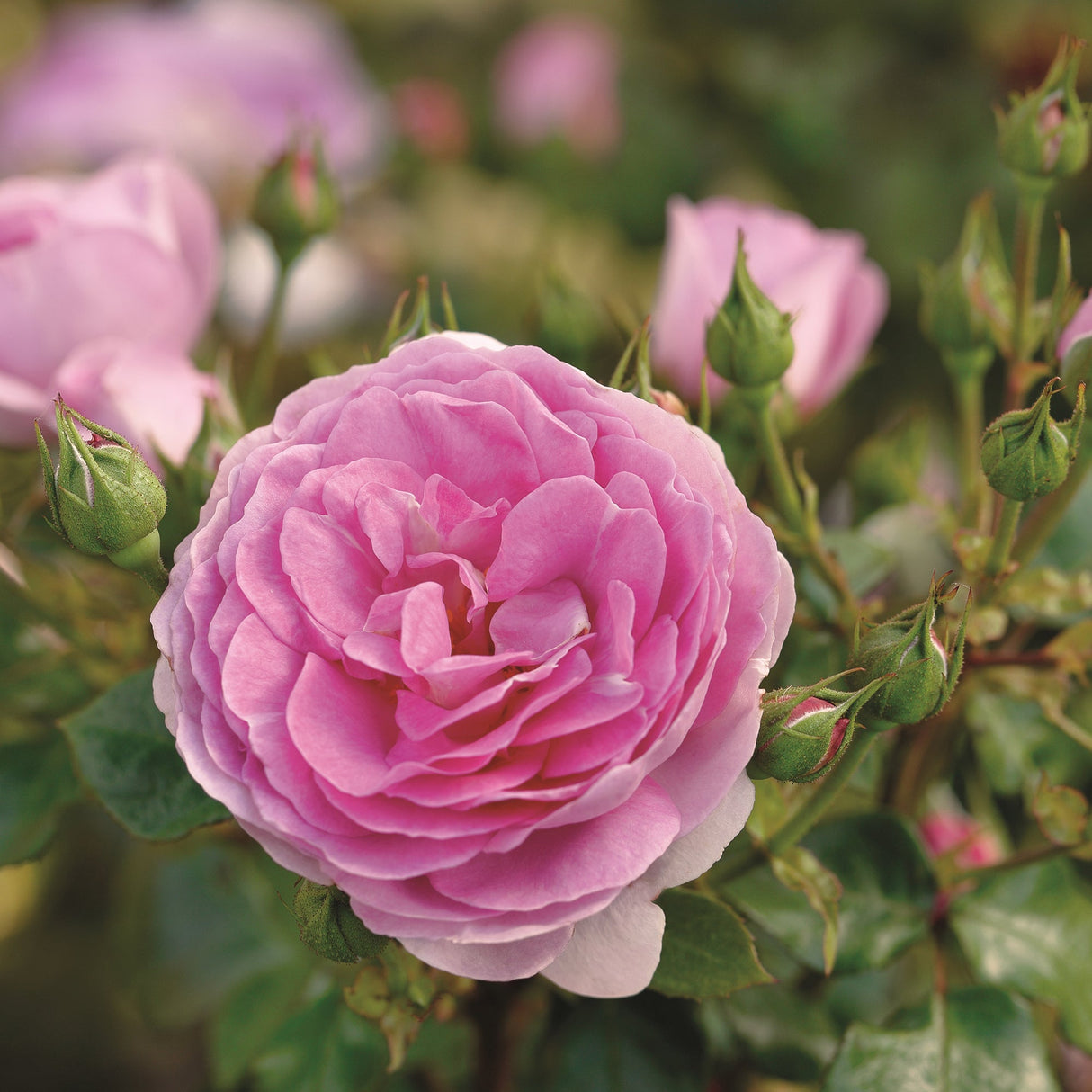 Trandafir Floribunda roz intens Ozeana, cu parfum intens