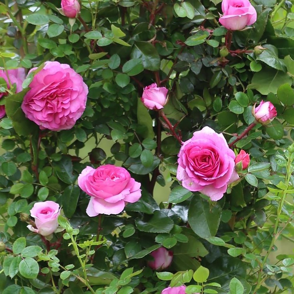 Trandafir Floribunda roz intens Ozeana, cu parfum intens