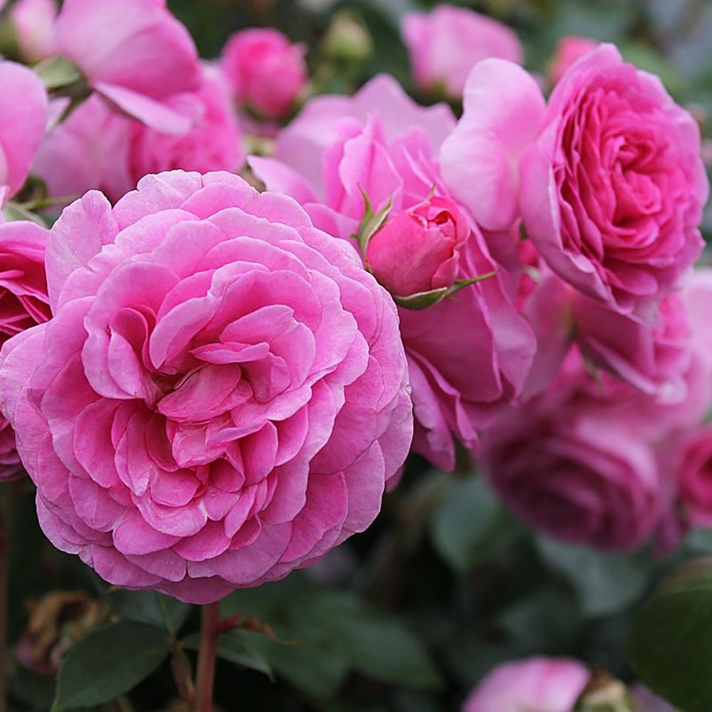 Trandafir Floribunda roz intens Ozeana, cu parfum intens