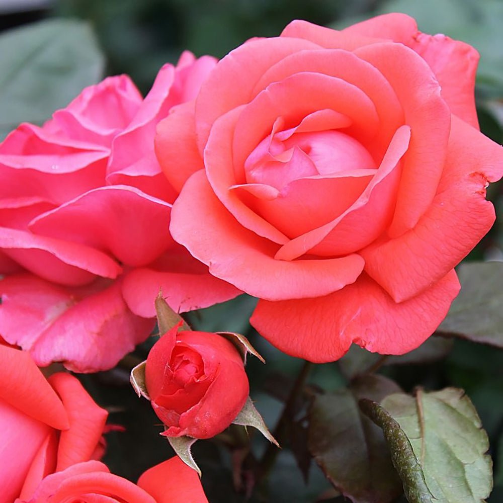 Trandafir Floribunda rosu-somon Piccolo, cu parfum intens