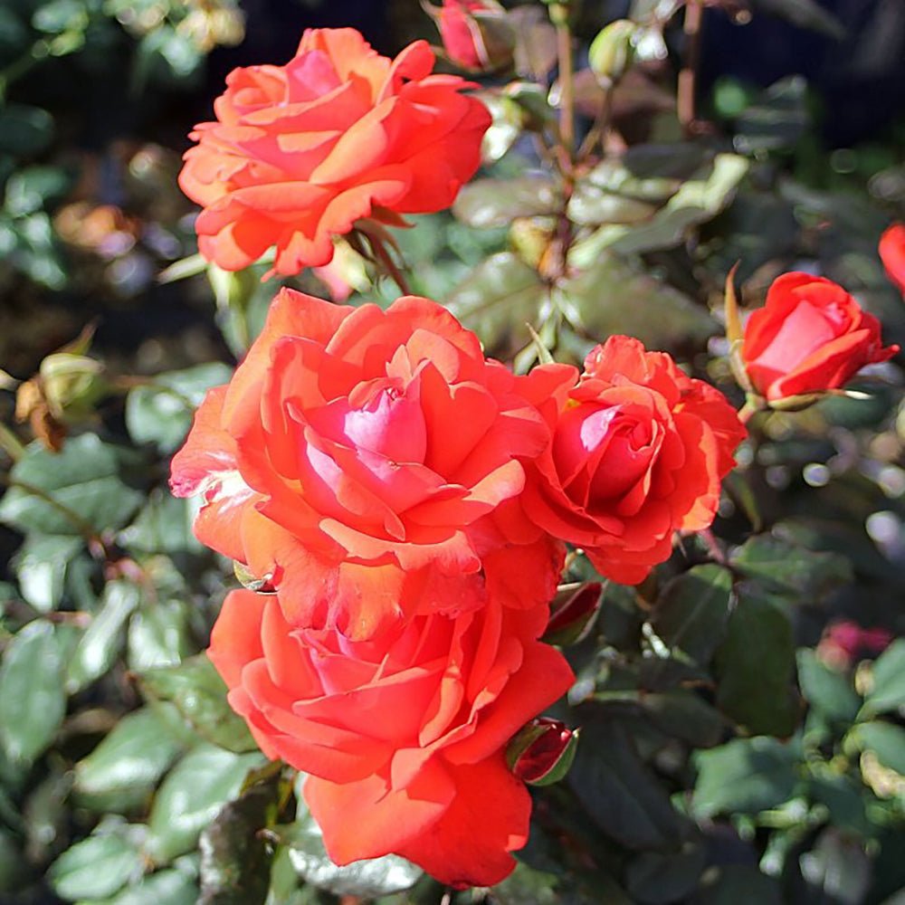 Trandafir Floribunda rosu-somon Piccolo, cu parfum intens