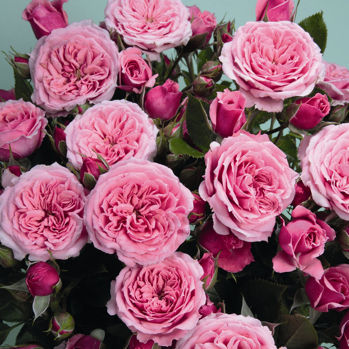 Trandafir Pitic Floribunda roz-aprins Pink Babyflor, inflorire repetata