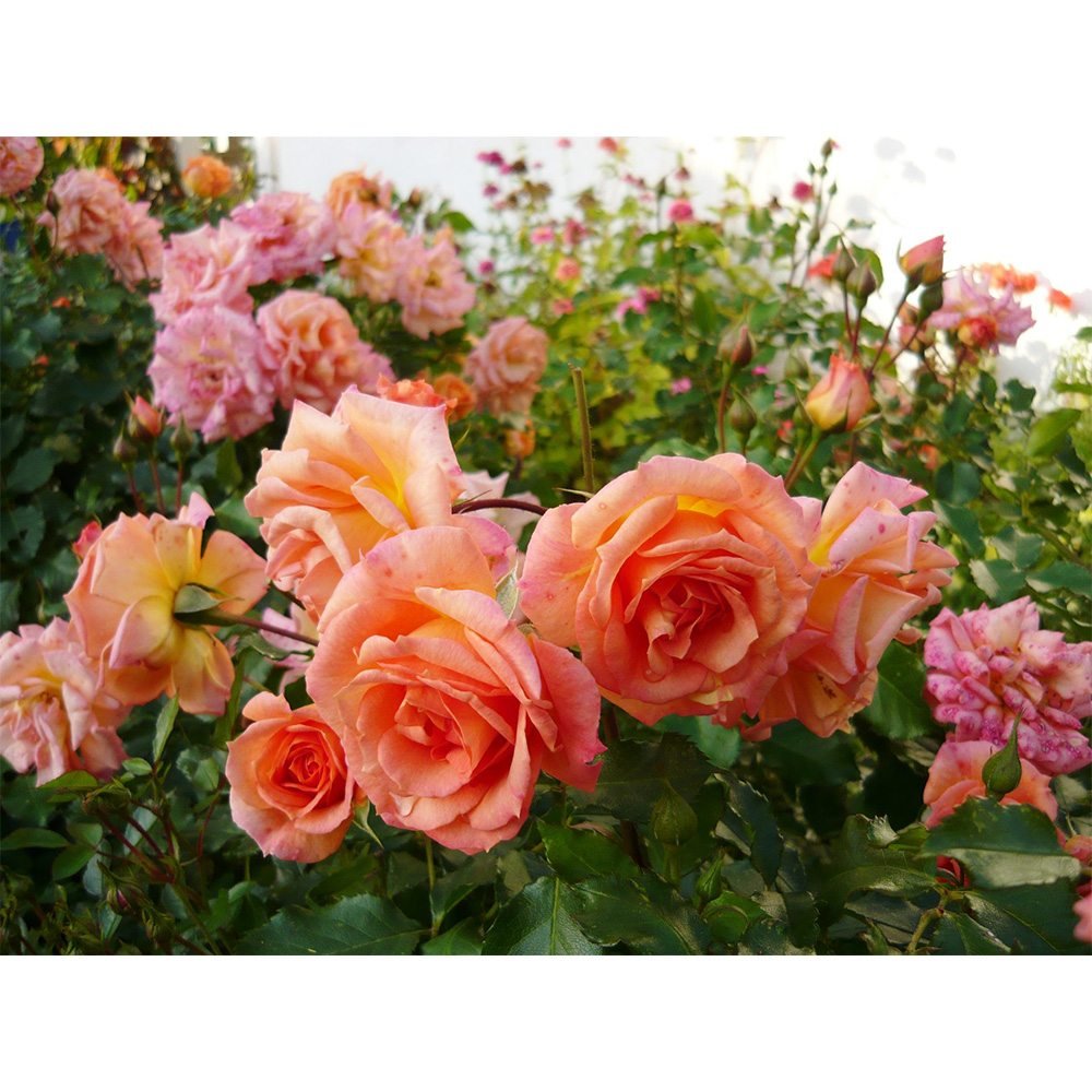 Trandafir Floribunda portocaliu-auriu Bentheimer Gold, inflorire repetata