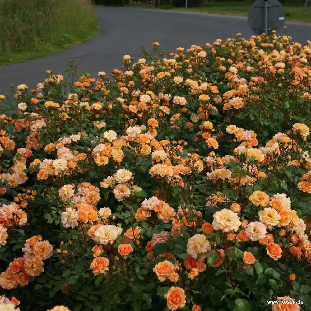 Trandafir Floribunda portocaliu-auriu Bentheimer Gold, inflorire repetata