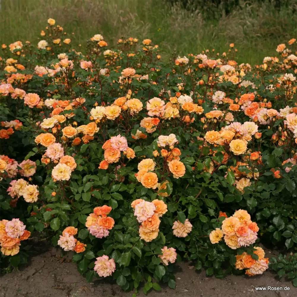 Trandafir Floribunda portocaliu-auriu Bentheimer Gold, inflorire repetata