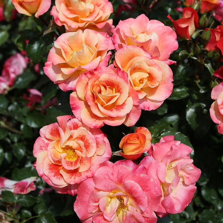 Trandafir Floribunda portocaliu-inchis galben patat Airbrush, inflorire repetata - VERDENA-livrat in ghiveci plant-o-fix de 2 l