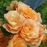 Trandafir Floribunda Portoroz - VERDENA-livrat in ghiveci plant-o-fix de 2L