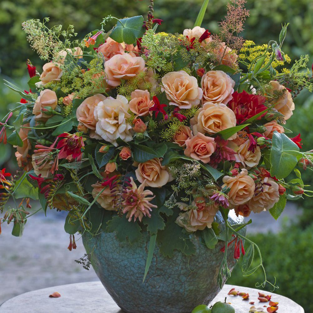 Trandafir Floribunda roz-somon Portoroz, inflorire repetata