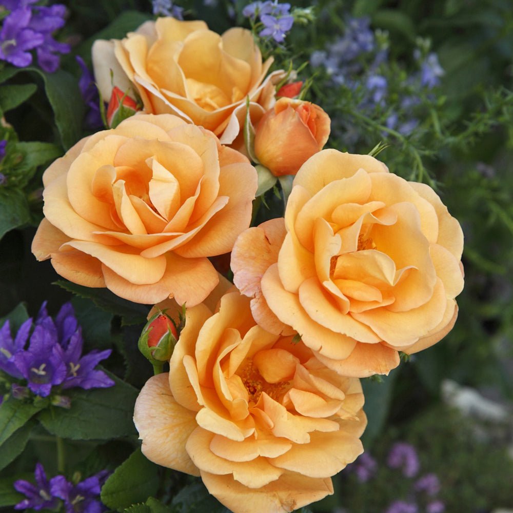 Trandafir Floribunda roz-somon Portoroz, inflorire repetata