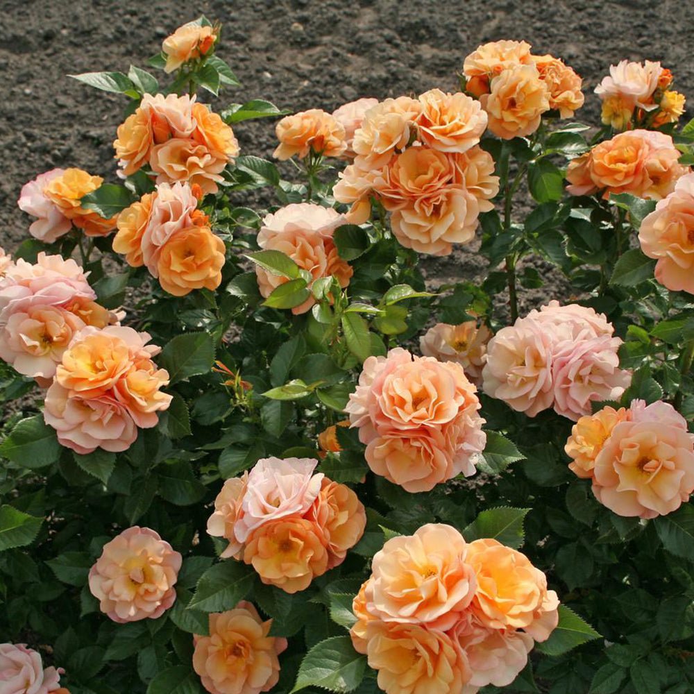 Trandafir Floribunda roz-somon Portoroz, inflorire repetata