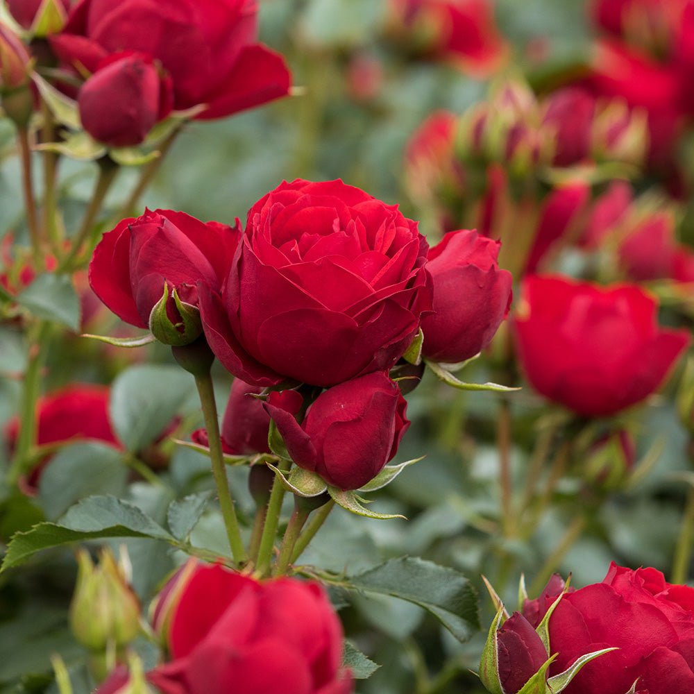Trandafir Floribunda rosu-aprins Manora, inflorire repetata