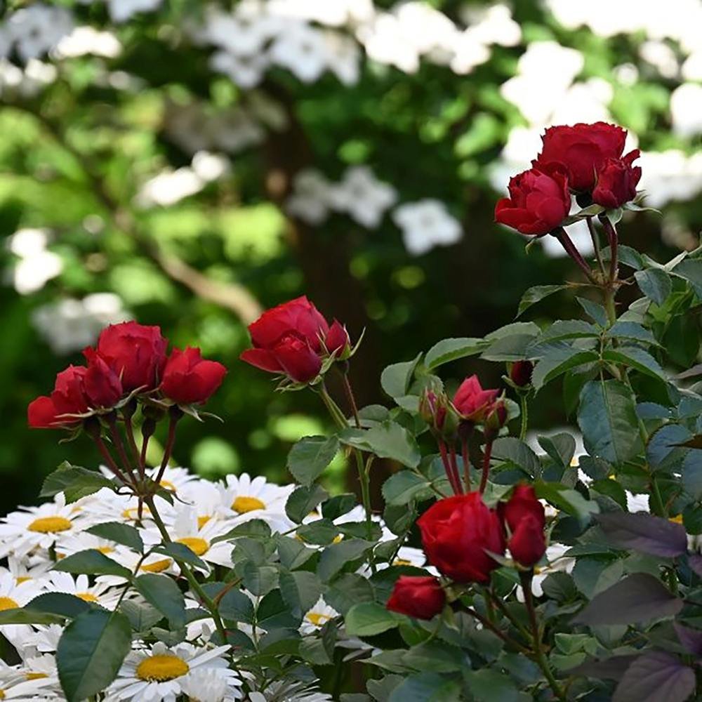 Trandafir Floribunda rosu-aprins Manora, inflorire repetata